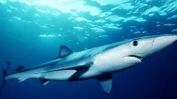 Cápa ( Illusztráció )