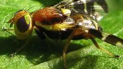 Nem maradunk diósbejgli nélkül - Hoppon maradt kártevők. Fotó: Kárpátinfo/Kovács Elemér