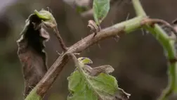 A másodvetésű paradicsom betegségei és kártevői - A paradicsomvész (fitoftóra)
