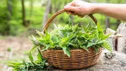 9 gyógynövény, ami még a fogakat is védi