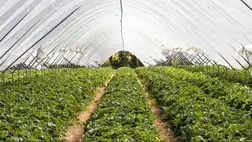 A fóliaházak talajának javítása, termőképességének megőrzése, növelése