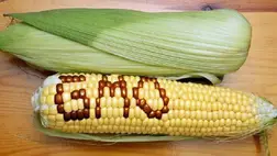 Az EU engedélyezi a géntechnológiával módosított kukorica élelmiszerként és takarmányként való felhasználását