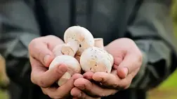 Ezért segítenek a rákellenes gombák a daganatok elleni küzdelemben 