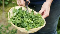 4 erős gyógynövény a női ciklus segítésére