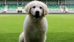 A paksi kabalaállat mindenkit megdöbbentett