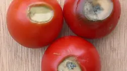 A paradicsom szépséghibái - A vevő elsősorban a szemével vásárol