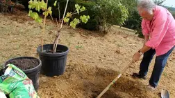 A kertészkedés pozitív hatással van az időskori egyensúlyzavarokra 