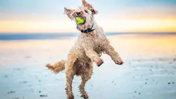 Keverék kutyák: tényleg egészségesebbek, mint a fajtatiszták? 