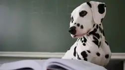 Kutyák: tényleg megértik, amit mondunk nekik? 