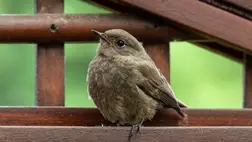 A madarak agymérete megnőtt az evolúció során 