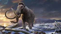 Nem a beltenyészet miatt halt ki a gyapjas mamut 