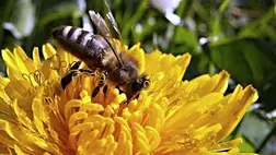 Szimmetria a természetben: Így szervezik meg a mézelő méhek fészküket 