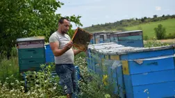 Végéhez közeledik a mézgyűjtési szezon - A betelelés nem rutin munka. Fotó: Kárpátinfo/Kovács Elemér