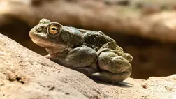 Meglepő, de hatásos vegyületet találtak a mentális problémák kezelésére 