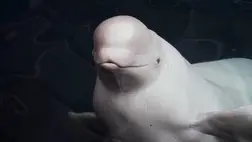 Új otthonra leltek az Ukrajnából kimentett fehér bálnák