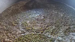 A hőmérséklet szerepe a must erjedése során