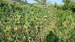 Öntözés ellenére is lassan kiszárad az uborka