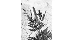 Az allergiát okozó parlagfű. Illusztráció