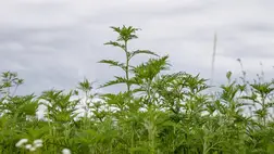 Tart a parlagfű pollenszezon csúcsidőszaka