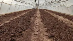 A fóliaházak talajainak javítása, termőképességének megőrzése, növelése