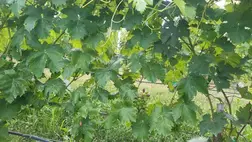 Felkészülés a korai szüretre