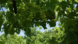 Szőlősgazdák: a lecke feladva - Előretört a peronoszpóra, támad a fakórothadás. Fotó: Kárpátinfo/Kovács Elemér