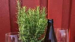 Rozmaring – egyszerre gyógyszer és illatszer 