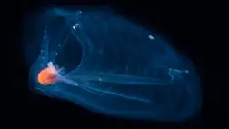 Salpok: A világ leggyorsabban növő állatai 48 óra alatt kifejlődnek 