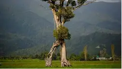 Elképesztő: sétáló fát fotóztak 