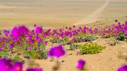 Virágba borult az Atacama-sivatag egy része a szokatlan esők miatt