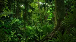 Esőerdő ( Illusztráció )