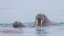 Rozmárok ( Illusztráció )