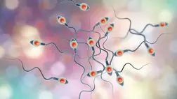 Friss kutatások: egyre nagyobb veszélyben a férfiak spermiuma 