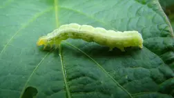 A világ különböző termőkörzeteiben közel ötven kártevője ismert, de vidékünkön csupán kevés, elsősorban hüvelyeseket károsító polifág (sok gazdanövényt kedvelő) kártevője van jelen. 