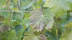 Tápanyagok utánpótlásának szerepe a szőlő növényvédelmében