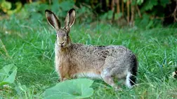 Szépen szaporodik a nyúlállomány