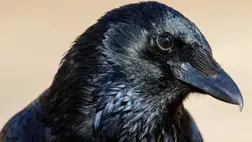 Egy hihetetlen bravúrt hajtottak végre a varjak 