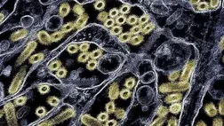 Borzasztó járvány törhet ki 