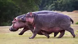 A vízilovak olyan gyorsan futnak, hogy lebegnek 