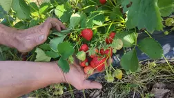 A szamóca szabadföldön és fóliás termesztésben is egyre nagyobb szerepet kap. Fotó: Kárpátinfó/ Kovács Elemér