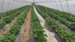 A szamóca szabadföldön és fóliás termesztésben is egyre nagyobb szerepet kap 