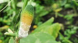 Mitől rothad a kis uborka csúcsa?