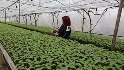 Jó évet várnak a fóliás zöldségtermesztők - Csongoron már az uborkapalánták kiültetésére készülnek. Fotó: Kárpátinfó/ Kovács Elemér