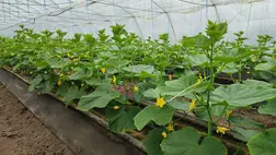 Fóliaházi uborkatermesztés: pulton az első tételek - Jelenleg a hónapos retek a menő. Fotó: Kárpátinfó/ Kovács Elemér