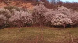 Virágba borult a hegyoldal. Fotó: Kárpátinfó/ Kovács Elemér