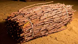 A szőlő szaporításának előkészítése