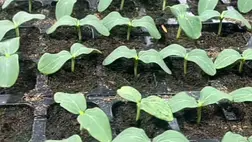 Palántázzunk együtt