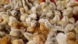 Elkezdődött a csibeszezon - Sokaknál a koraiság a döntő. Fotó: Kárpátinfó/ Kovács Elemér