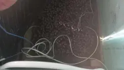 Szőlő hajtatása a gyakorlatban