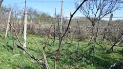 Fagykárt szenvedett a korai csemegeszőlő - Benében az őszibaracktermés jelentős része odaveszett. Fotó: Kárpátinfó/ Kovács Elemér